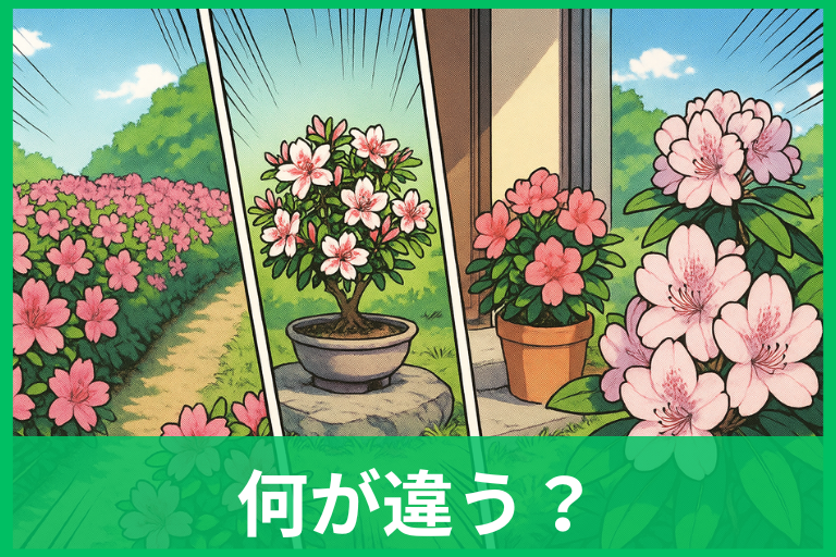 つつじとさつきは何が違う？アザレア・シャクナゲまで一気に比較