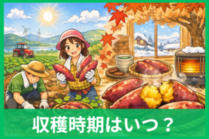 鳴門金時の収穫時期はいつ？出回り・甘い時期・選び方まで完全ガイド
