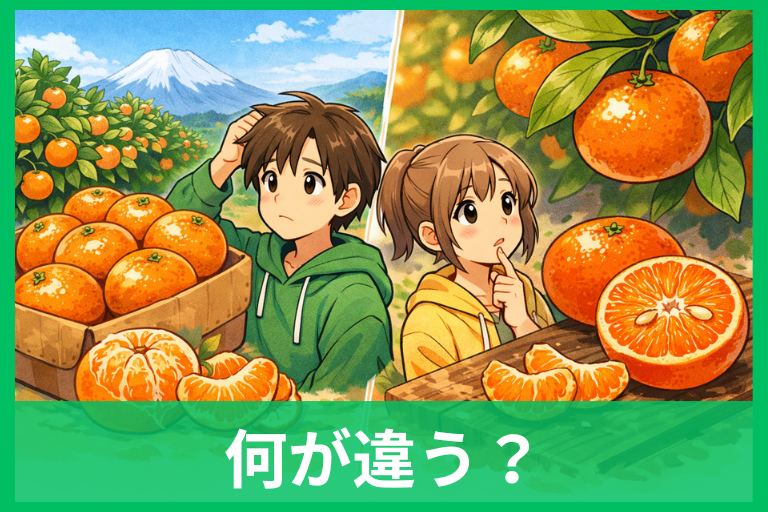 マンダリンとマーコットの違い 同じ柑橘に見えて迷う理由を味・旬・名前の使われ方まで整理