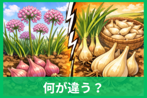 花らっきょうとらっきょうの違いとは？小粒で人気の理由までやさしく解説