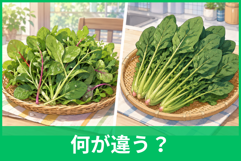 サラダほうれん草と普通のほうれん草の違いは？生食できる理由や栄養・選び方を徹底比較