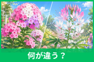 花魁草とクレオメの違いは？同じ花と間違われる理由と簡単な見分け方